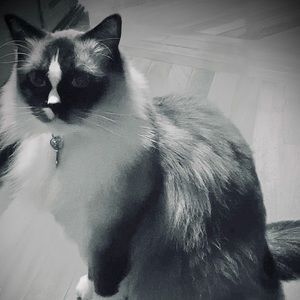 Meet your Posher, Lee ann